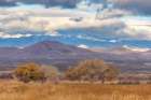 USA, New Mexico, Bosque Del Apache National Wildlife Refuge. Cottonwood trees and mountains. Art Print